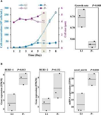 P-Limitation Promotes Carbon Accumulation and Sinking of Emiliania huxleyi Through Transcriptomic Reprogramming